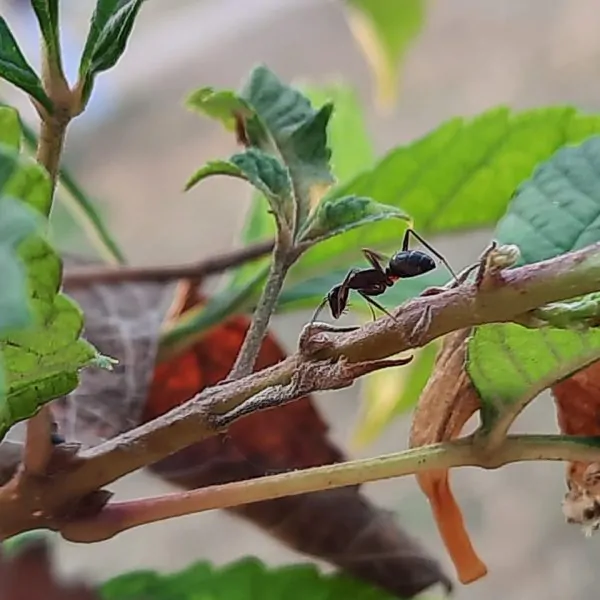 IMG-20210119-WA0008 (1)