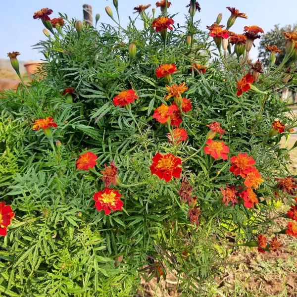 IMG-20210119-WA0010 (1)